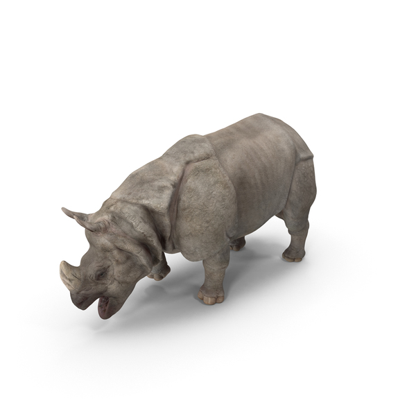Indian Rhinoceros PNG & PSD Images