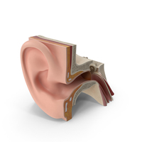 Ear Anatomy PNG & PSD Images