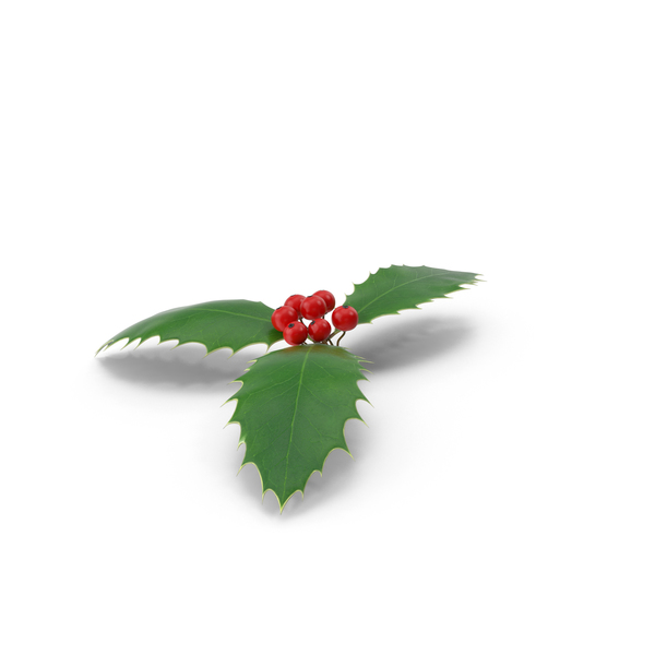 Holly PNG & PSD Images