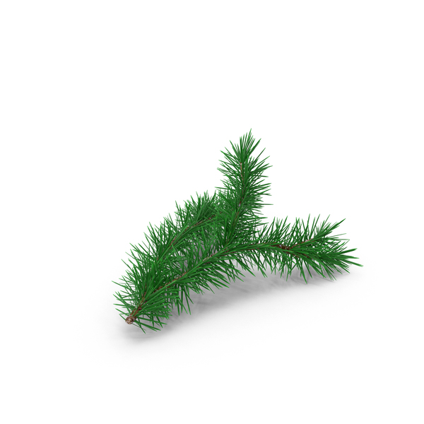 Pine Tree Sprig PNG & PSD Images