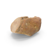 Cuneiform Bone Intermediate PNG & PSD Images