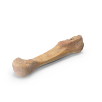 Second Metatarsal Bone PNG & PSD Images
