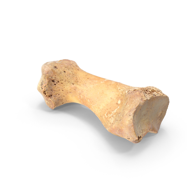 First Metatarsal Bone PNG & PSD Images