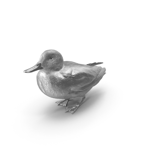 Eurasian Teal Silver PNG & PSD Images