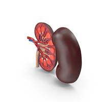 Kidney Cross-Section PNG & PSD Images