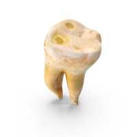 Right Molar Upper Jaw PNG & PSD Images