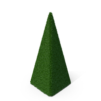 Boxwood Pyramid PNG & PSD Images