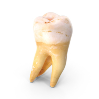 Right Molar Upper Jaw PNG & PSD Images
