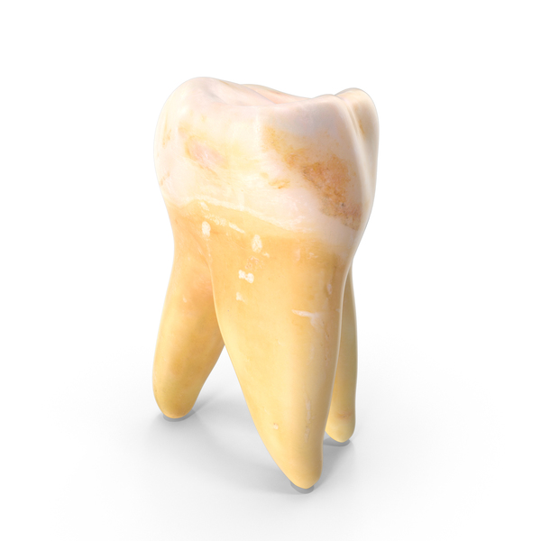 Right Molar Upper Jaw PNG & PSD Images