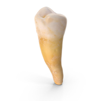 Premolar Lower Jaw PNG & PSD Images