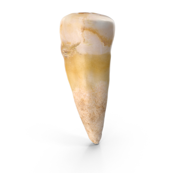 Premolar Lower Jaw PNG & PSD Images