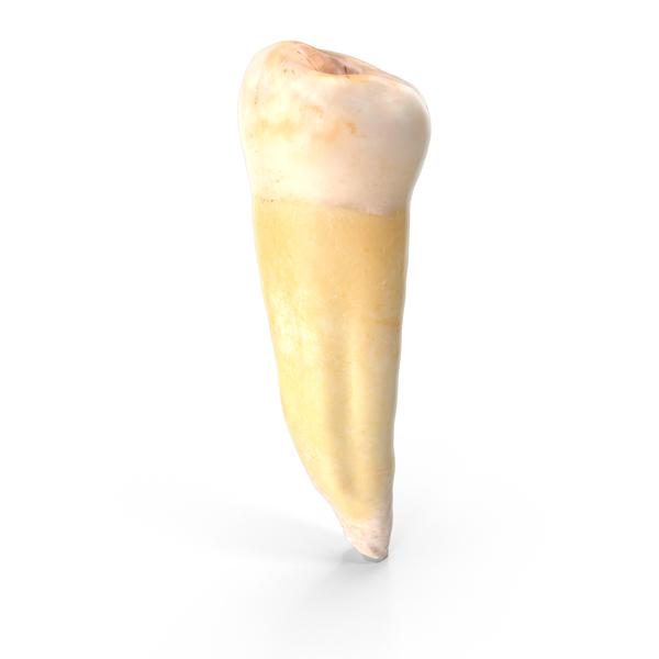 Premolar Lower Jaw PNG & PSD Images