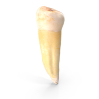 Premolar Lower Jaw PNG & PSD Images
