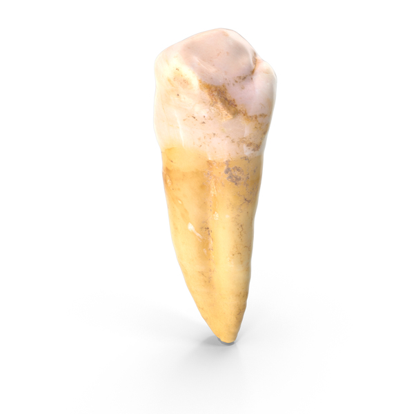 Premolar Upper Jaw PNG & PSD Images