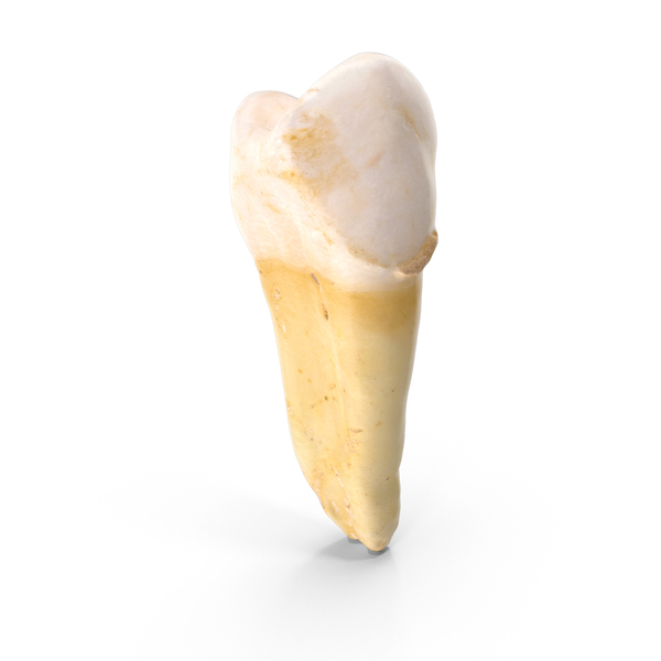 Premolar Upper Jaw PNG & PSD Images