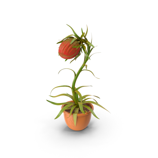 Carnivorous Plant PNG & PSD Images