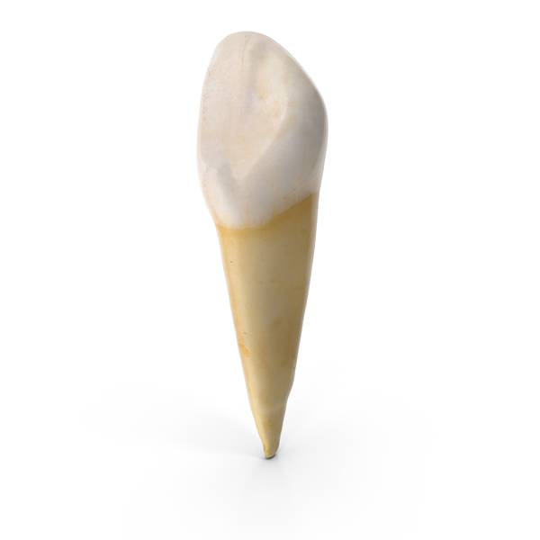 Canine Lower Jaw PNG & PSD Images