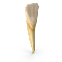 Incisor Lower Jaw PNG & PSD Images