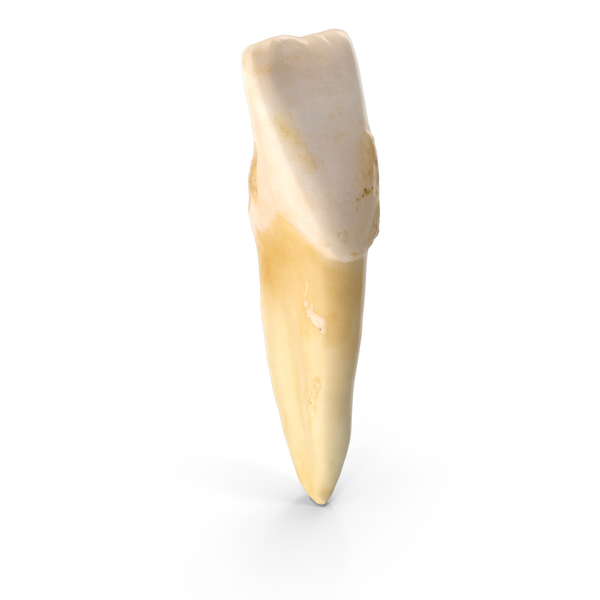 Human Teeth Upper Central Incisor PNG Images & PSDs for Download ...