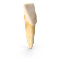 Incisor Lower Jaw PNG & PSD Images