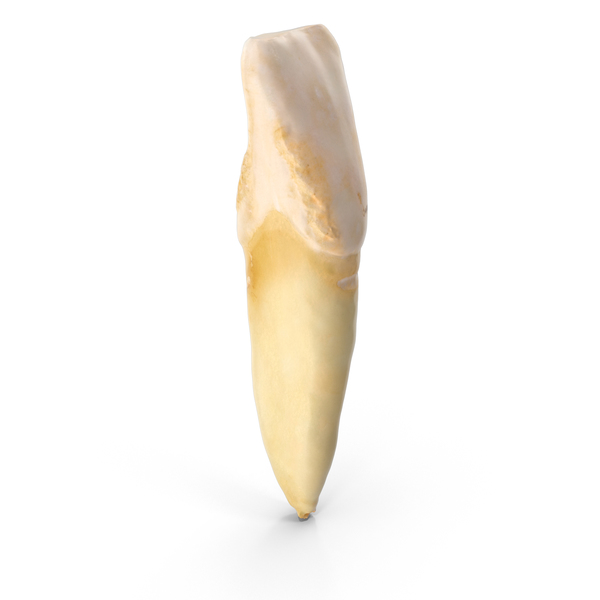 Incisor Lower Jaw PNG & PSD Images
