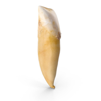 Incisor Lower Jaw Broken PNG & PSD Images
