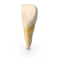 Central Incisor Upper Jaw PNG & PSD Images