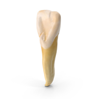 Incisor Upper Jaw Lateral PNG & PSD Images