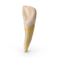 Incisor Upper Jaw Lateral PNG & PSD Images