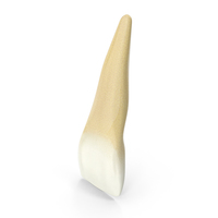 Human Teeth Upper Central Incisor PNG & PSD Images
