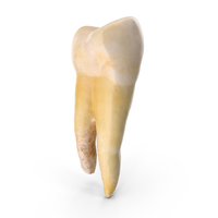 Molar Lower Jaw Left PNG & PSD Images