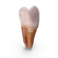 Upper Jaw Premolar With Dark Root PNG & PSD Images