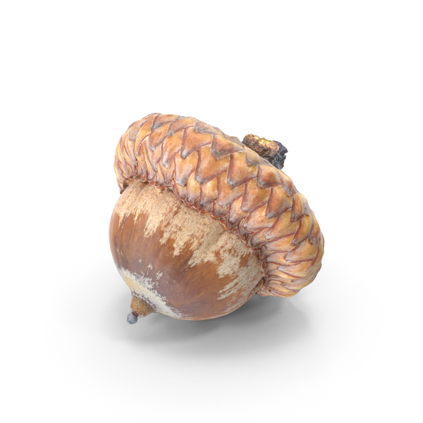 Acorn PNG & PSD Images