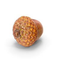 Acorn PNG & PSD Images