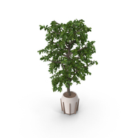 Potted Plant PNG & PSD Images