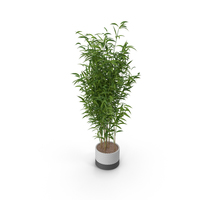 Umbrella Bamboo Plant PNG & PSD Images