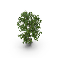 Potted Plant PNG & PSD Images