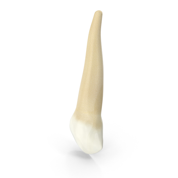 Human Teeth Upper Canine PNG & PSD Images