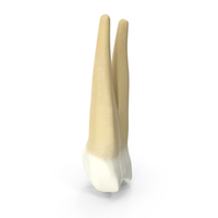 Human Teeth Upper First Premolar PNG & PSD Images