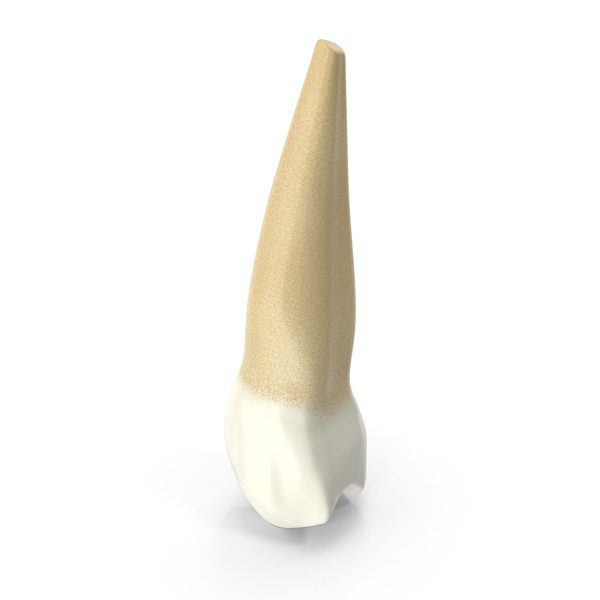 maxillary second premolar