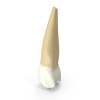 Human Teeth Upper Second Premolar PNG & PSD Images