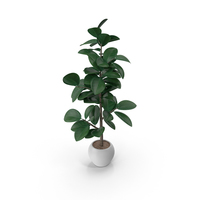 New Potted Plant PNG & PSD Images
