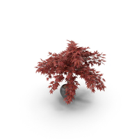 New Potted Plant PNG & PSD Images