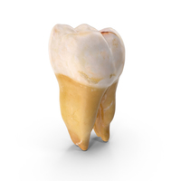 Molar Lower Jaw Right PNG & PSD Images