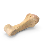 Proximal Phalanx Bone of Fourth Toe PNG & PSD Images