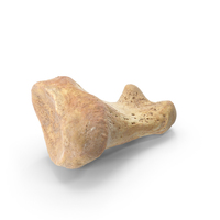 Proximal Phalanx Bone of Big Toe PNG & PSD Images