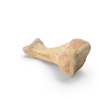 Proximal Phalanx Bone of Index Toe PNG & PSD Images