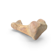 Proximal Phalanx Bone of Little Toe PNG & PSD Images