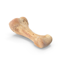 Proximal Phalanx Bone of Middle Toe PNG & PSD Images