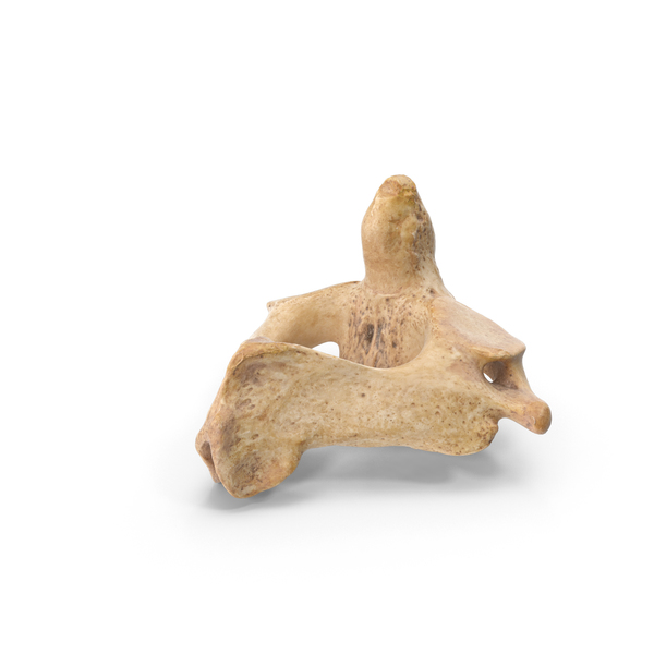 Axis Cervical Vertebrae PNG & PSD Images